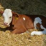 Smještaj na farmi Tourist Farm Mulej Bled