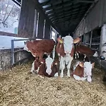 Tourist Farm Mulej 블레드