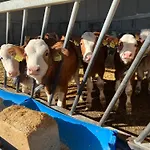 Smještaj na farmi Tourist Farm Mulej *