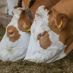 Tourist Farm Mulej Bled