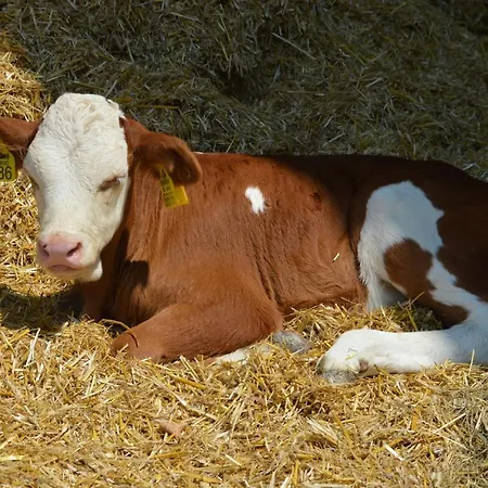 Фермерский дом Tourist Farm Mulej Блед