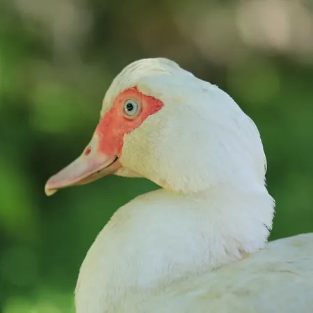 Tourist Farm Mulej Farm stay