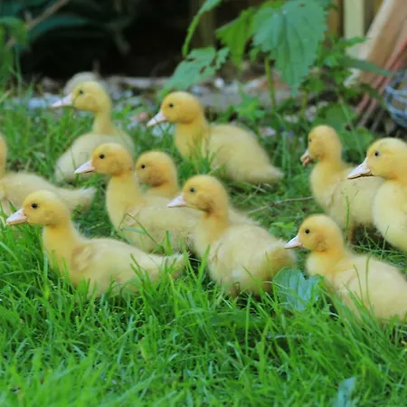Tourist Farm Mulej Farm stay *
