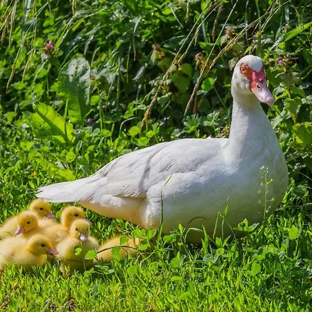 Farm stay Tourist Farm Mulej Bled