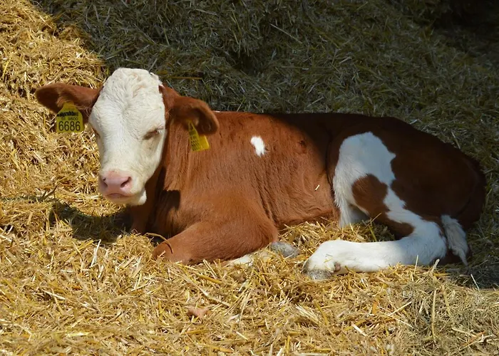 ファームステイ Tourist Farm Mulej ブレッド