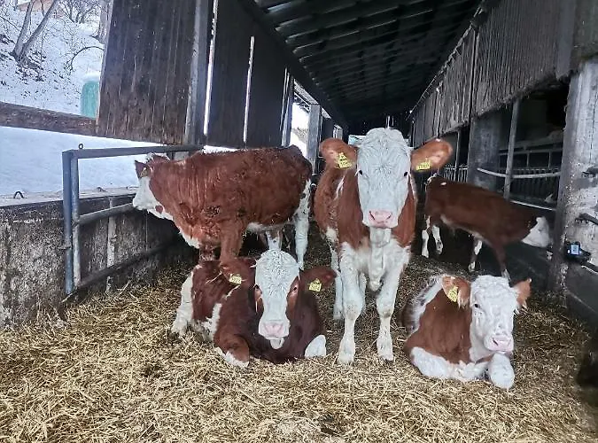 Tourist Farm Mulej Bled