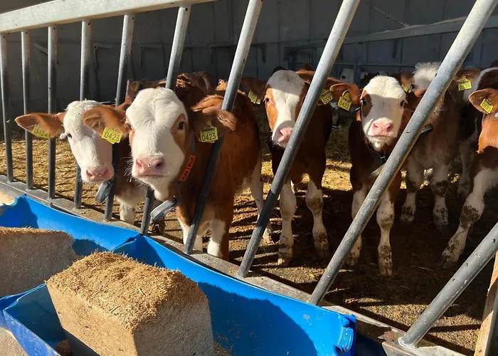 Alloggio per agriturismo Tourist Farm Mulej *