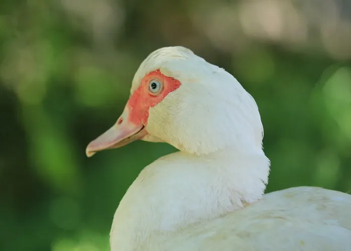 Tourist Farm Mulej Κατάλυμα σε φάρμα