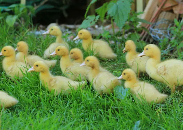 Tourist Farm Mulej ファームステイ *