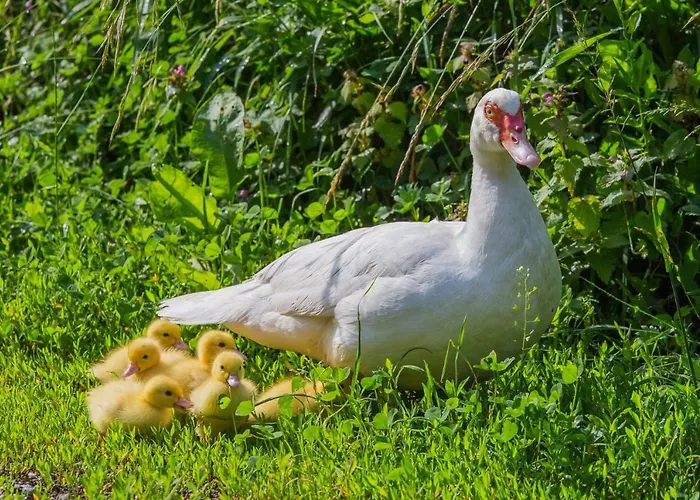 Κατάλυμα σε φάρμα Tourist Farm Mulej Μπλεντ