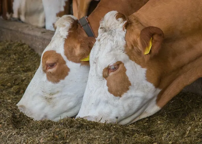 Tourist Farm Mulej ブレッド